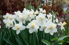 Watch Up Daffodil Narcissus Bulbs Blooms Species Growing Bonsai Roots Rhizomes Corms Tubers Potted Planting Reblooming Fragrant Garden Flower Seeds Plant