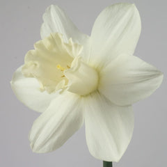Watch Up Daffodil Narcissus Bulbs Blooms Species Growing Bonsai Roots Rhizomes Corms Tubers Potted Planting Reblooming Fragrant Garden Flower Seeds Plant