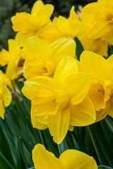 Narcissus Lucky Number Daffodil Bulbs Blooms Species Growing Bonsai Roots Rhizomes Corms Tubers Potted Planting Reblooming Fragrant Garden Flower Seeds Plant