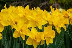 Narcissus Lucky Number Daffodil Bulbs Blooms Species Growing Bonsai Roots Rhizomes Corms Tubers Potted Planting Reblooming Fragrant Garden Flower Seeds Plant