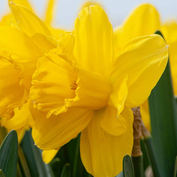 Narcissus Lucky Number Daffodil Bulbs Blooms Species Growing Bonsai Roots Rhizomes Corms Tubers Potted Planting Reblooming Fragrant Garden Flower Seeds Plant