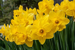 Narcissus Lucky Number Daffodil Bulbs Blooms Species Growing Bonsai Roots Rhizomes Corms Tubers Potted Planting Reblooming Fragrant Garden Flower Seeds Plant