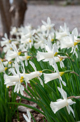 Elka Daffodil Narcissus Bulbs Blooms Species Growing Bonsai Roots Rhizomes Corms Tubers Potted Planting Reblooming Fragrant Garden Flower Seeds Plant