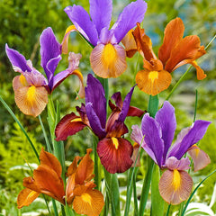 Iris Bulbs Rare Heirloom Perennial Garden Mixed Colors Professional Very Beautiful Flowers Growing Bonsai Seeds Flower Plant Bulbs Roots Corms Tubers
