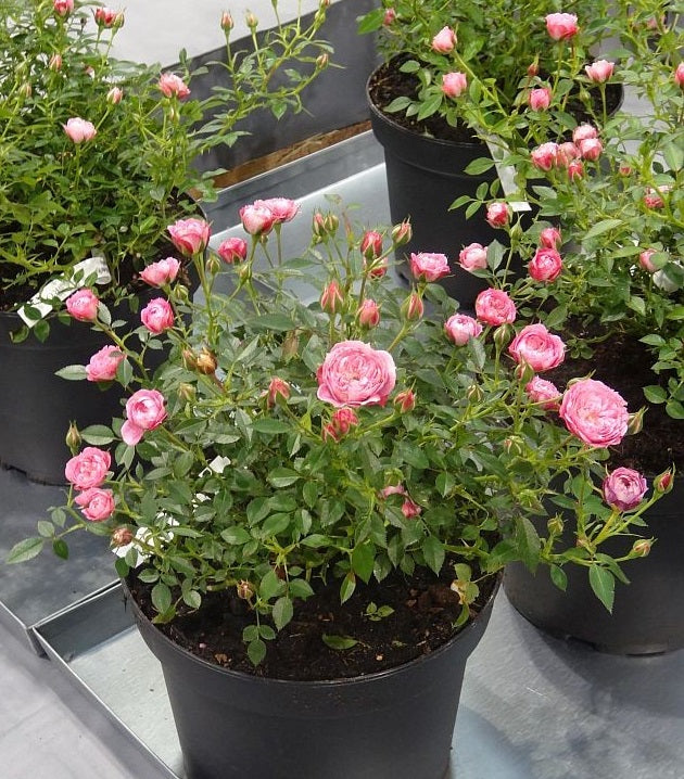 Pixie Rose Plant Seedlings Flower Seeds Perennial Growing Bonsai Corms Tubers Potted Planting Reblooming Fragrant Garden Roots Rhizomes Species Blooms Bulbs Gardening Tree