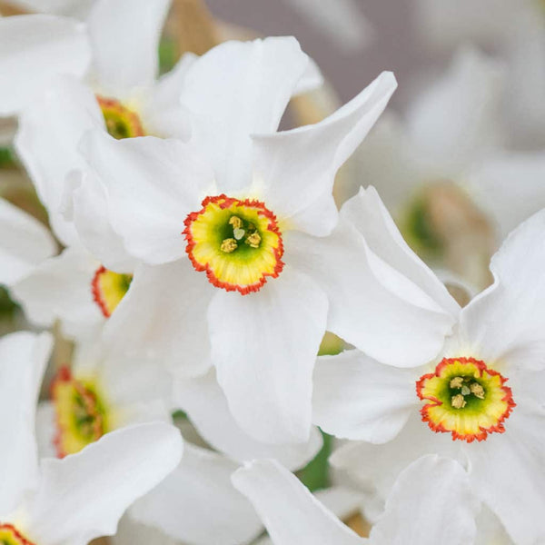 Poeticus Recurvus Daffodil Narcissus Bulbs Blooms Species Growing Bonsai Roots Rhizomes Corms Tubers Potted Planting Reblooming Fragrant Garden Flower Seeds Plant