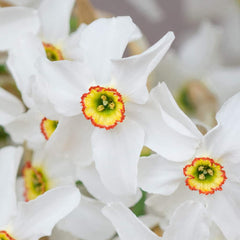 Poeticus Recurvus Daffodil Narcissus Bulbs Blooms Species Growing Bonsai Roots Rhizomes Corms Tubers Potted Planting Reblooming Fragrant Garden Flower Seeds Plant