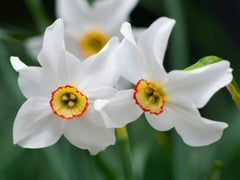 Poeticus Recurvus Daffodil Narcissus Bulbs Blooms Species Growing Bonsai Roots Rhizomes Corms Tubers Potted Planting Reblooming Fragrant Garden Flower Seeds Plant