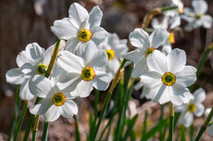 Poeticus Recurvus Daffodil Narcissus Bulbs Blooms Species Growing Bonsai Roots Rhizomes Corms Tubers Potted Planting Reblooming Fragrant Garden Flower Seeds Plant