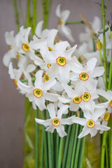 Poeticus Recurvus Daffodil Narcissus Bulbs Blooms Species Growing Bonsai Roots Rhizomes Corms Tubers Potted Planting Reblooming Fragrant Garden Flower Seeds Plant
