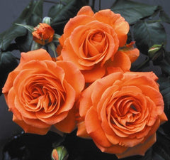 François Mauriac Rose Seedlings Flower Seeds Perennial Growing Bonsai Corms Tubers Potted Planting Reblooming Fragrant Garden Roots Rhizomes Species Blooms Plant Bulbs Gardening Tree - Seedsplant