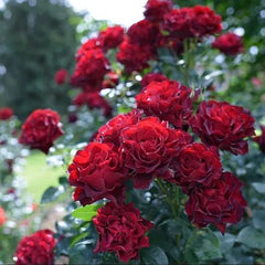 Marriage Rose Plant Seedlings Flower Seeds Perennial Growing Bonsai Corms Tubers Potted Planting Reblooming Fragrant Garden Roots Rhizomes Species Blooms Bulbs Gardening Tree