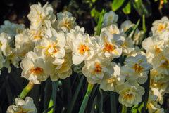 Sir Winston Churchill Daffodil Narcissus Bulbs Blooms Species Growing Bonsai Roots Rhizomes Corms Tubers Potted Planting Reblooming Fragrant Garden Flower Seeds Plant