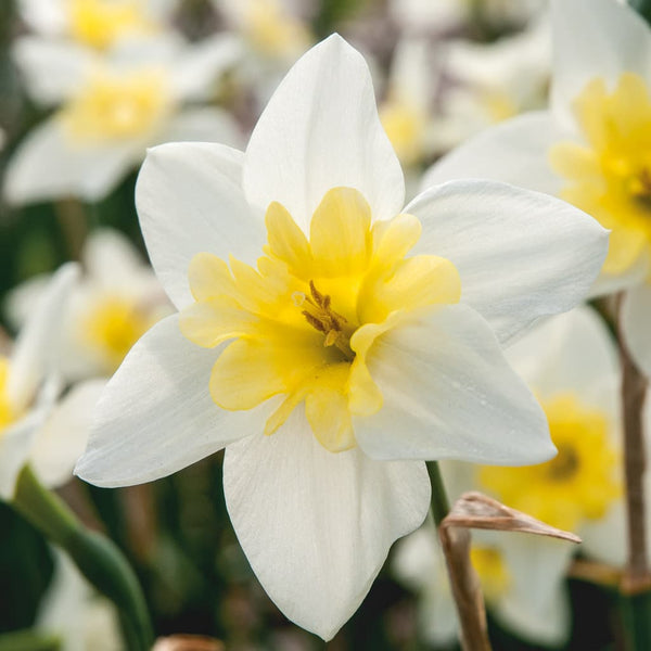 Bella Estrella Daffodil Narcissus Bulbs Blooms Species Growing Bonsai Roots Rhizomes Corms Tubers Potted Planting Reblooming Fragrant Garden Flower Seeds Plant