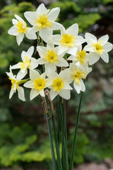 Bella Estrella Daffodil Narcissus Bulbs Blooms Species Growing Bonsai Roots Rhizomes Corms Tubers Potted Planting Reblooming Fragrant Garden Flower Seeds Plant - Seedsplant