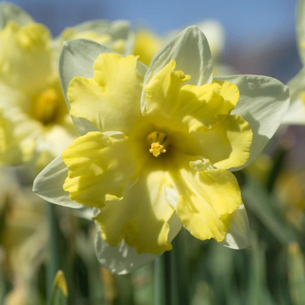 Cassata Daffodil Narcissus Bulbs Blooms Species Growing Bonsai Roots Rhizomes Corms Tubers Potted Planting Reblooming Fragrant Garden Flower Seeds Plant