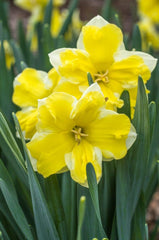Cassata Daffodil Narcissus Bulbs Blooms Species Growing Bonsai Roots Rhizomes Corms Tubers Potted Planting Reblooming Fragrant Garden Flower Seeds Plant