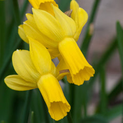 Rapture Daffodil Mixture Narcissus Bulbs Blooms Species Growing Bonsai Roots Rhizomes Corms Tubers Potted Planting Reblooming Fragrant Garden Flower Seeds Plant