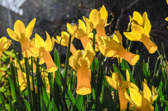 Rapture Daffodil Mixture Narcissus Bulbs Blooms Species Growing Bonsai Roots Rhizomes Corms Tubers Potted Planting Reblooming Fragrant Garden Flower Seeds Plant