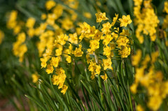 Baby Boomer Daffodil Narcissus Bulbs Blooms Species Growing Bonsai Roots Rhizomes Corms Tubers Potted Planting Reblooming Fragrant Garden Flower Seeds Plant