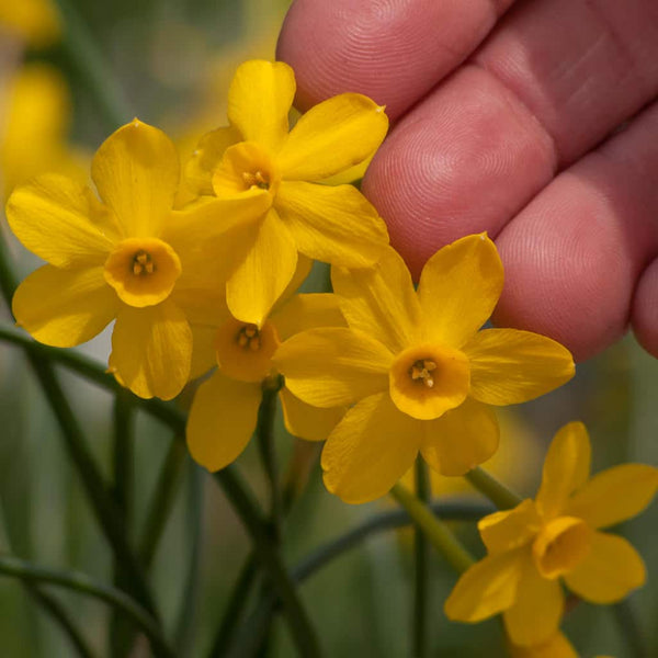Baby Boomer Daffodil Narcissus Bulbs Blooms Species Growing Bonsai Roots Rhizomes Corms Tubers Potted Planting Reblooming Fragrant Garden Flower Seeds Plant