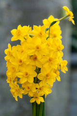Baby Boomer Daffodil Narcissus Bulbs Blooms Species Growing Bonsai Roots Rhizomes Corms Tubers Potted Planting Reblooming Fragrant Garden Flower Seeds Plant