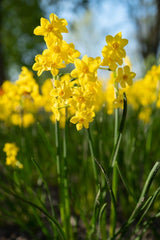 Baby Boomer Daffodil Narcissus Bulbs Blooms Species Growing Bonsai Roots Rhizomes Corms Tubers Potted Planting Reblooming Fragrant Garden Flower Seeds Plant