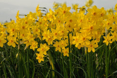 Baby Boomer Daffodil Narcissus Bulbs Blooms Species Growing Bonsai Roots Rhizomes Corms Tubers Potted Planting Reblooming Fragrant Garden Flower Seeds Plant