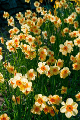 Narcissus Kedron Daffodil Bulbs Blooms Species Growing Bonsai Roots Rhizomes Corms Tubers Potted Planting Reblooming Fragrant Garden Flower Seeds Plant