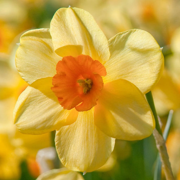 Narcissus Kedron Daffodil Bulbs Blooms Species Growing Bonsai Roots Rhizomes Corms Tubers Potted Planting Reblooming Fragrant Garden Flower Seeds Plant