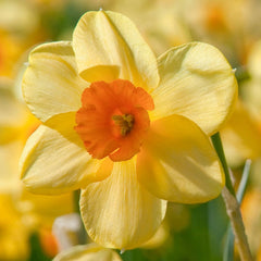 Narcissus Kedron Daffodil Bulbs Blooms Species Growing Bonsai Roots Rhizomes Corms Tubers Potted Planting Reblooming Fragrant Garden Flower Seeds Plant