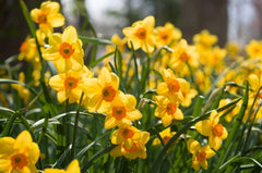 Narcissus Kedron Daffodil Bulbs Blooms Species Growing Bonsai Roots Rhizomes Corms Tubers Potted Planting Reblooming Fragrant Garden Flower Seeds Plant