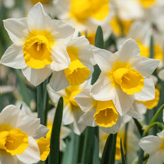 Golden Echo Narcissus Daffodil Bulbs Blooms Species Growing Bonsai Roots Rhizomes Corms Tubers Potted Planting Reblooming Fragrant Garden Flower Seeds Plant