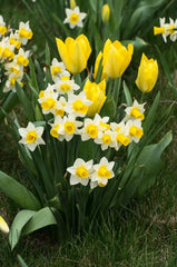 Golden Echo Narcissus Daffodil Bulbs Blooms Species Growing Bonsai Roots Rhizomes Corms Tubers Potted Planting Reblooming Fragrant Garden Flower Seeds Plant