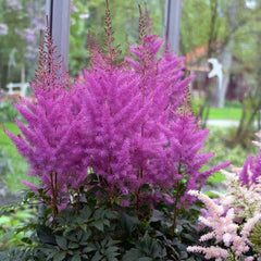 Astilbe 'Nemo' - Plants Seeds