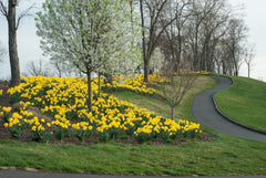 Gigantic Star Daffodil Narcissus Bulbs Blooms Species Growing Bonsai Roots Rhizomes Corms Tubers Potted Planting Reblooming Fragrant Garden Flower Seeds Plant