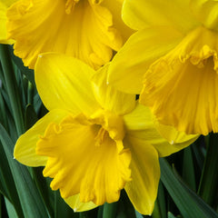 Gigantic Star Daffodil Narcissus Bulbs Blooms Species Growing Bonsai Roots Rhizomes Corms Tubers Potted Planting Reblooming Fragrant Garden Flower Seeds Plant