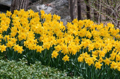Gigantic Star Daffodil Narcissus Bulbs Blooms Species Growing Bonsai Roots Rhizomes Corms Tubers Potted Planting Reblooming Fragrant Garden Flower Seeds Plant