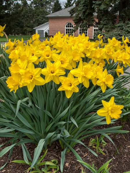 Gigantic Star Daffodil Narcissus Bulbs Blooms Species Growing Bonsai Roots Rhizomes Corms Tubers Potted Planting Reblooming Fragrant Garden Flower Seeds Plant
