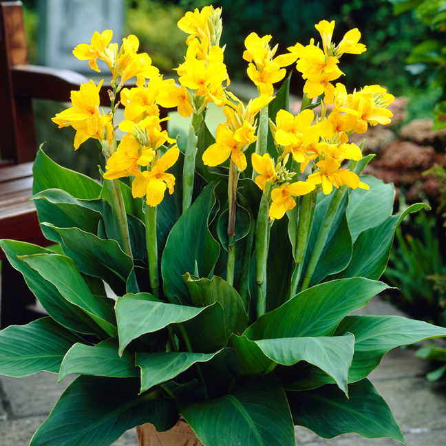 Canna Yara&trade;  (pack of 3) - Plants Seeds