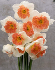 Precocious Daffodil Narcissus Bulbs Blooms Species Growing Bonsai Roots Rhizomes Corms Tubers Potted Planting Reblooming Fragrant Garden Flower Seeds Plant