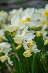 Sailboat Daffodil Narcissus Bulbs Blooms Species Growing Bonsai Roots Rhizomes Corms Tubers Potted Planting Reblooming Fragrant Garden Flower Seeds Plant