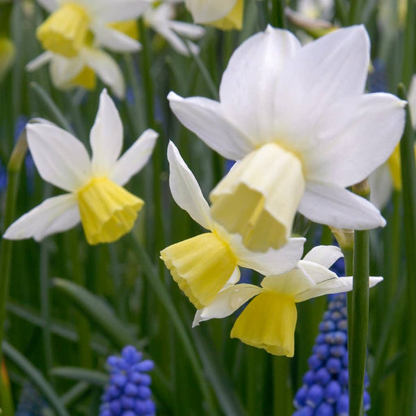 Sailboat Daffodil Narcissus Bulbs Blooms Species Growing Bonsai Roots Rhizomes Corms Tubers Potted Planting Reblooming Fragrant Garden Flower Seeds Plant