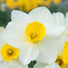 Merels Favourite Daffodil Narcissus Bulbs Blooms Species Growing Bonsai Roots Rhizomes Corms Tubers Potted Planting Reblooming Fragrant Garden Flower Seeds Plant