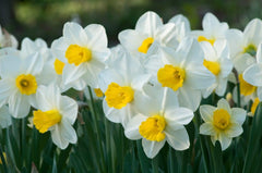Merels Favourite Daffodil Narcissus Bulbs Blooms Species Growing Bonsai Roots Rhizomes Corms Tubers Potted Planting Reblooming Fragrant Garden Flower Seeds Plant