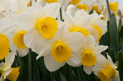 Merels Favourite Daffodil Narcissus Bulbs Blooms Species Growing Bonsai Roots Rhizomes Corms Tubers Potted Planting Reblooming Fragrant Garden Flower Seeds Plant