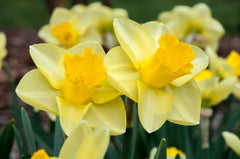 Narcissus Golden Salome Daffodil Bulbs Blooms Species Growing Bonsai Roots Rhizomes Corms Tubers Potted Planting Reblooming Fragrant Garden Flower Seeds Plant