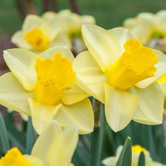 Narcissus Golden Salome Daffodil Bulbs Blooms Species Growing Bonsai Roots Rhizomes Corms Tubers Potted Planting Reblooming Fragrant Garden Flower Seeds Plant