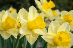 Narcissus Golden Salome Daffodil Bulbs Blooms Species Growing Bonsai Roots Rhizomes Corms Tubers Potted Planting Reblooming Fragrant Garden Flower Seeds Plant