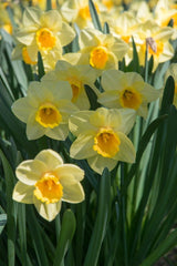 Narcissus Golden Salome Daffodil Bulbs Blooms Species Growing Bonsai Roots Rhizomes Corms Tubers Potted Planting Reblooming Fragrant Garden Flower Seeds Plant